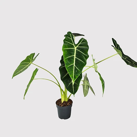 Alocasia Frydek 1 Alocasia Frydek