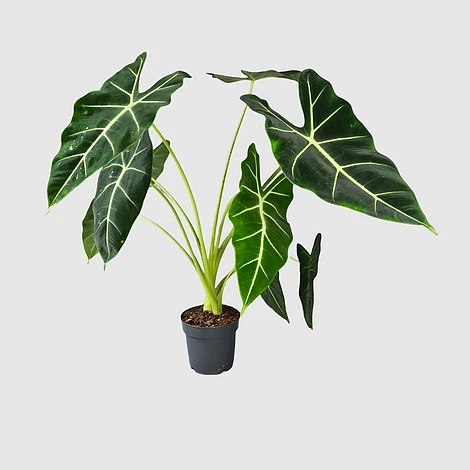 Alocasia Frydek 2 Alocasia Frydek - Image 2