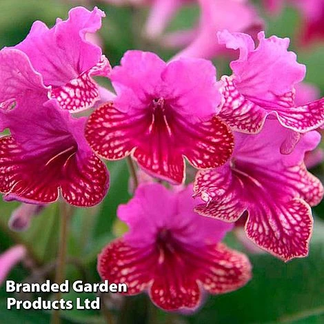 Streptocarpus 'Cariad' 1 Streptocarpus 'Cariad'