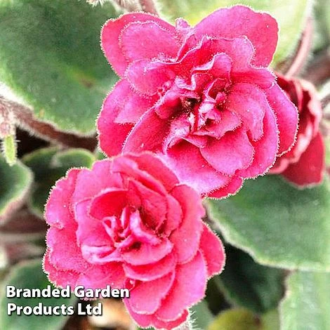 Saintpaulia 'Jolly Texan' 2 Saintpaulia 'Jolly Texan' - Image 2