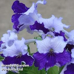 Streptocarpus 'Manon'