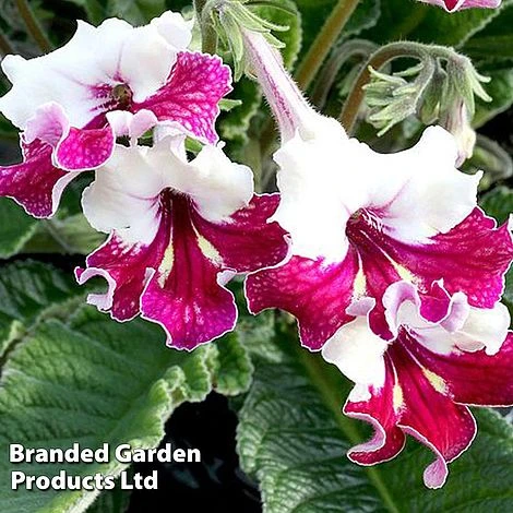 Streptocarpus 'Titania' 1 Streptocarpus 'Titania'