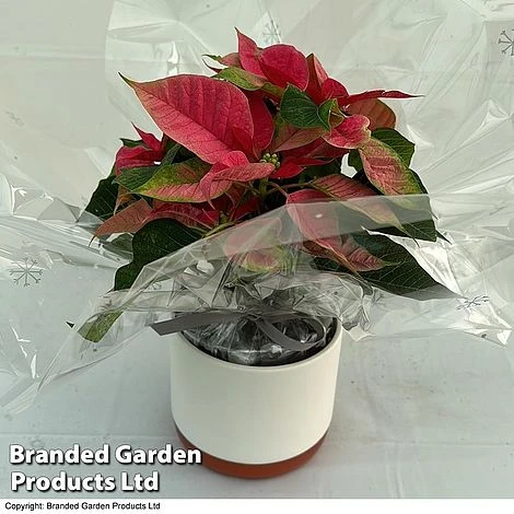 Princettia® 'Pink' - Gift 3 Princettia® 'Pink' - Gift - Image 3