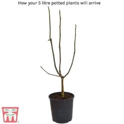 Magnolia X Loebneri 'Leonard Messel' -Tulip Bloom 5litre potted plant 1