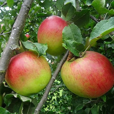 Apple 'Annie Elizabeth' (Organic) 1 Apple 'Annie Elizabeth' (Organic)