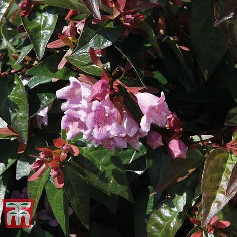 Abelia 'Edward Goucher' 2 Abelia 'Edward Goucher' - Image 2