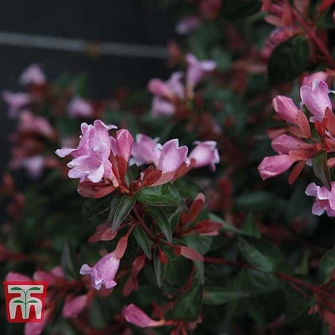 Abelia 'Edward Goucher' 3 Abelia 'Edward Goucher' - Image 3