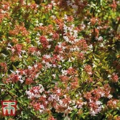 Abelia X Grandiflora 'Francis Mason' -Tulip Bloom ABEL T66046 C