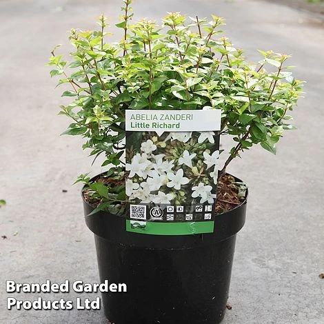Abelia Zanderi 'Little Richard' 1 Abelia Zanderi 'Little Richard'