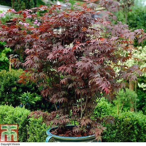 Acer Palmatum Duo 2 Acer Palmatum Duo - Image 2