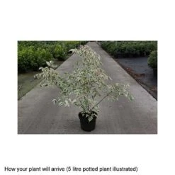 Acer Negundo 'Flamingo' -Tulip Bloom ACER T68234 B h