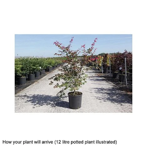 Acer Palmatum 'Deshojo' 2 Acer Palmatum 'Deshojo' - Image 2