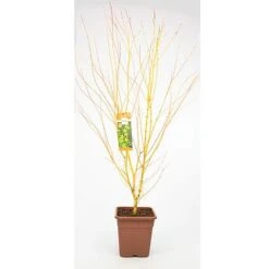 Acer Palmatum 'Bi Hoo' 5 Acer Palmatum 'Bi Hoo' -Tulip Bloom ACER T72070 A1