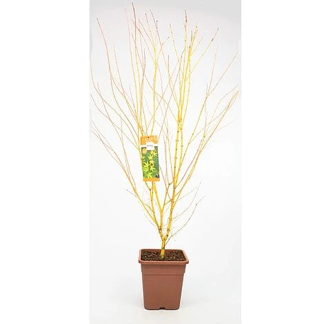 Acer Palmatum 'Bi Hoo' 3 Acer Palmatum 'Bi Hoo' - Image 3