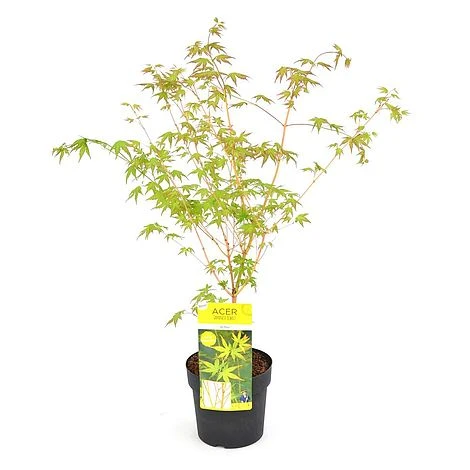 Acer Palmatum 'Bi Hoo' 2 Acer Palmatum 'Bi Hoo' - Image 2