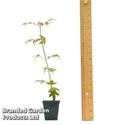 Acer Palmatum 'Atropurpureum' -Tulip Bloom ACER ATROPU7CM T44907 A