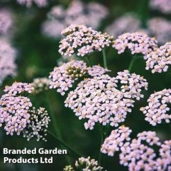 Achillea Sibirica Camschatica 'Love Parade'