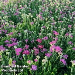Achillea Millefolium 'Pink Grapefruit' (Tutti Frutti Series) -Tulip Bloom ACHI PINKGRAPE S44997
