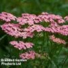 Achillea Millefolium 'Pink Grapefruit' (Tutti Frutti Series)