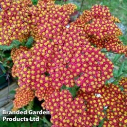 Achillea Millefolium 'Walther Funcke'