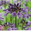 Agapanthus 'Poppin' Purple'