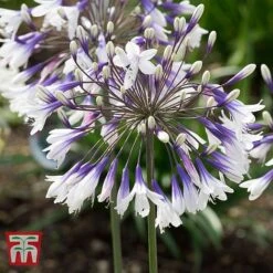 Agapanthus 'Fireworks' -Tulip Bloom AGAP TKA3939 A