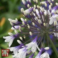 Agapanthus 'Fireworks' -Tulip Bloom AGAP TKA3939 B