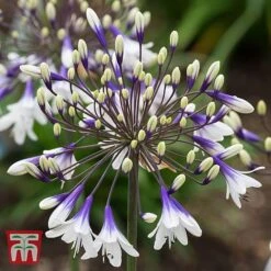 Agapanthus 'Fireworks' -Tulip Bloom AGAP TKA3939 C