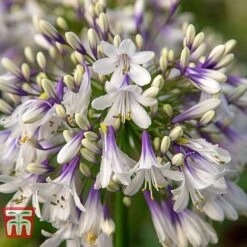 Agapanthus 'Fireworks' -Tulip Bloom AGAP TKA3939 E