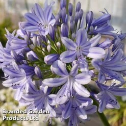 Agapanthus 'Full Moon' -Tulip Bloom AGAP FULLMOON S19456