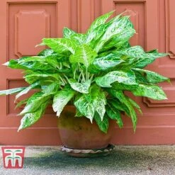 Aglaonema 'Christina' -Tulip Bloom AGLA TKA2836 C