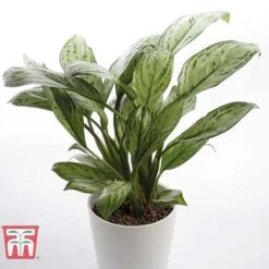 Aglaonema 'Christina' -Tulip Bloom AGLA TKA2836 D
