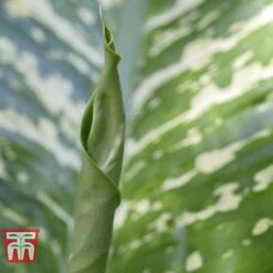 Aglaonema 'Christina' -Tulip Bloom AGLA TKA2836 E