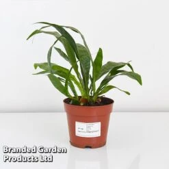 Aglaomorpha Coronans -Tulip Bloom AGLA CORON12CM T43904