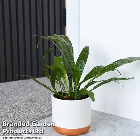 Nurseryman's Choice Indoor Fern Mix 2 Nurseryman's Choice Indoor Fern Mix - Image 2