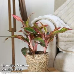 Aglaonema 'Crete' 7 Aglaonema 'Crete' -Tulip Bloom AGLA CRETE T50175