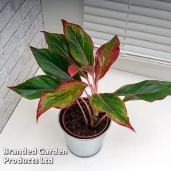 Aglaonema 'Crete' 8 Aglaonema 'Crete' -Tulip Bloom AGLA CRETE W48793