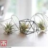 Air Plant Variety Collection