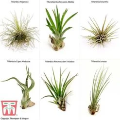 Air Plant Variety Collection -Tulip Bloom AIR KB3490 B1