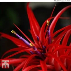 Air Plant Variety Collection -Tulip Bloom AIR KB3490 C1