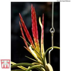 Air Plant Variety Collection -Tulip Bloom AIR KB3490 E2