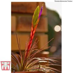 Air Plant Variety Collection -Tulip Bloom AIR KB3490 F2