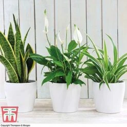 Air Purifying Houseplant Collection -Tulip Bloom AIR kb3599 A