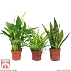 Air Purifying Houseplant Collection -Tulip Bloom AIR kb3599 C