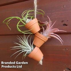 Air Plant Mini Pots On Rope 7 Air Plant Mini Pots On Rope -Tulip Bloom AIRP MINIROPE3 S45969