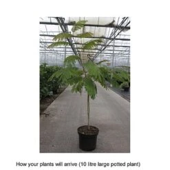Albizia Julibrissin 'Ombrella' -Tulip Bloom ALBI T67850 B h