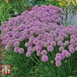 Tulip Bloom -Tulip Bloom ALLI TKA0092 A1