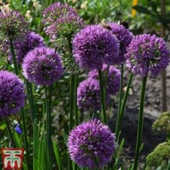 Allium 'Millenium' -Tulip Bloom ALLI TKA0092 E