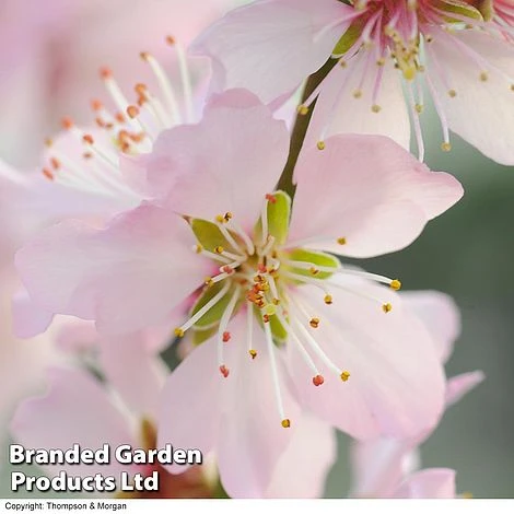 Almond (Prunus) 'Ingrid' 1 Almond (Prunus) 'Ingrid'