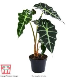 Alocasia X Amazonica 17 Alocasia X Amazonica -Tulip Bloom ALO KB1116 A